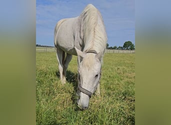 Caballo de Holstein, Caballo castrado, 21 años, 178 cm, Tordo