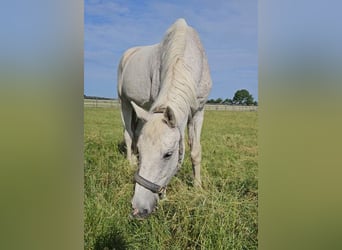 Caballo de Holstein, Caballo castrado, 21 años, 178 cm, Tordo