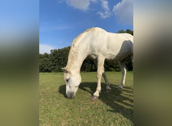 Caballo de Holstein, Caballo castrado, 23 años, 165 cm, Tordo