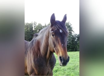 Caballo de Holstein, Caballo castrado, 23 años