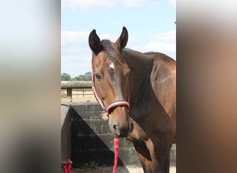 Caballo de Holstein, Caballo castrado, 24 años, 178 cm, Castaño