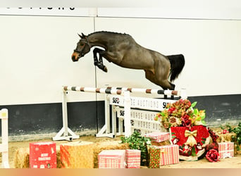 Caballo de Holstein, Caballo castrado, 2 años, 160 cm, Castaño oscuro