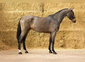 Caballo de Holstein, Caballo castrado, 2 años, 160 cm, Castaño oscuro