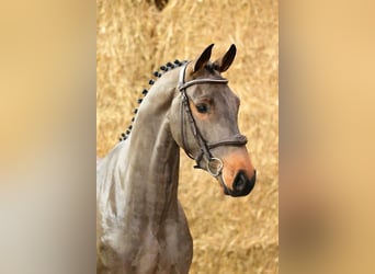 Caballo de Holstein, Caballo castrado, 2 años, 160 cm, Castaño oscuro