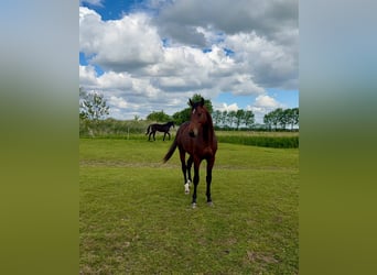 Caballo de Holstein, Caballo castrado, 2 años, 162 cm, Castaño