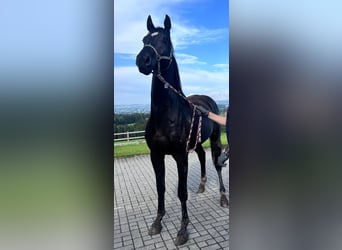 Caballo de Holstein, Caballo castrado, 2 años, 165 cm, Morcillo