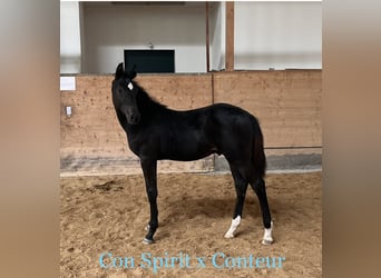 Caballo de Holstein, Caballo castrado, 2 años, 165 cm, Morcillo