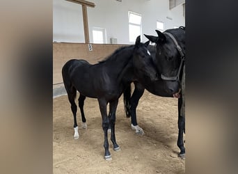 Caballo de Holstein, Caballo castrado, 2 años, 165 cm, Morcillo