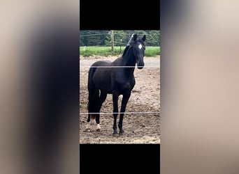 Caballo de Holstein, Caballo castrado, 2 años, 165 cm, Morcillo