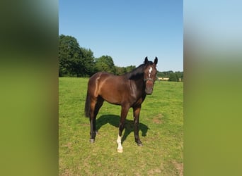 Caballo de Holstein, Caballo castrado, 2 años, 168 cm, Castaño oscuro