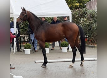 Caballo de Holstein, Caballo castrado, 2 años, 169 cm, Castaño