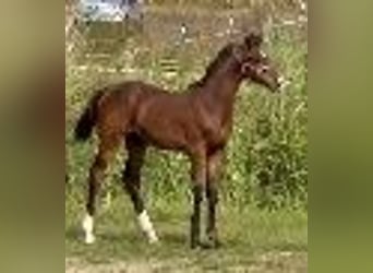 Caballo de Holstein, Caballo castrado, 2 años, 169 cm, Castaño