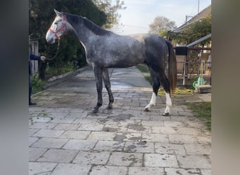 Caballo de Holstein, Caballo castrado, 2 años, 170 cm, Tordo