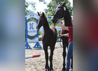 Caballo de Holstein, Caballo castrado, 2 años, 170 cm, Tordo
