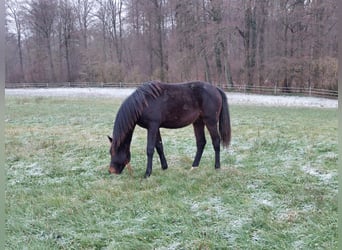 Caballo de Holstein, Caballo castrado, 2 años, Castaño