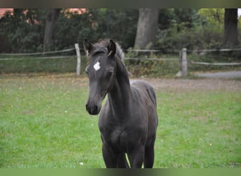 Caballo de Holstein, Caballo castrado, 2 años, Negro