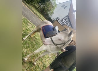 Caballo de Holstein Mestizo, Caballo castrado, 3 años, 145 cm, Cremello