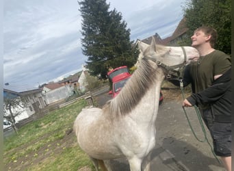 Caballo de Holstein Mestizo, Caballo castrado, 3 años, 145 cm, Cremello