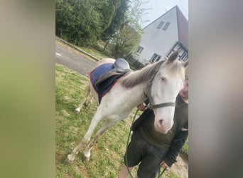 Caballo de Holstein Mestizo, Caballo castrado, 3 años, 145 cm, Cremello