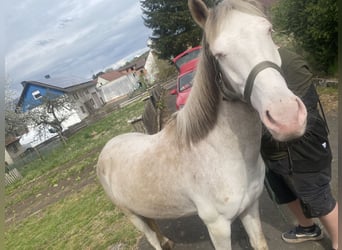 Caballo de Holstein Mestizo, Caballo castrado, 3 años, 145 cm, Cremello