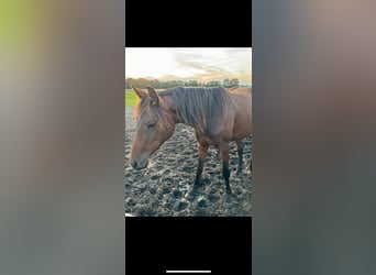 Caballo de Holstein, Caballo castrado, 3 años, 148 cm, Castaño