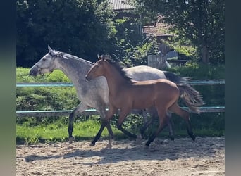 Caballo de Holstein, Caballo castrado, 3 años, 160 cm, Castaño
