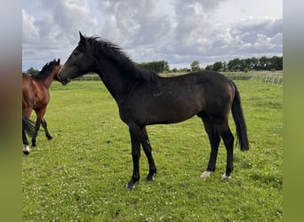 Caballo de Holstein, Caballo castrado, 3 años, 160 cm, Tordo