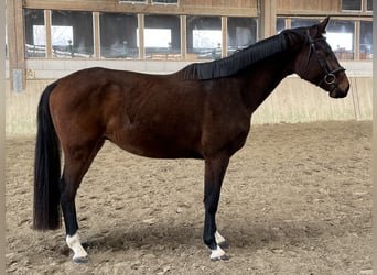 Caballo de Holstein, Caballo castrado, 3 años, 162 cm, Castaño