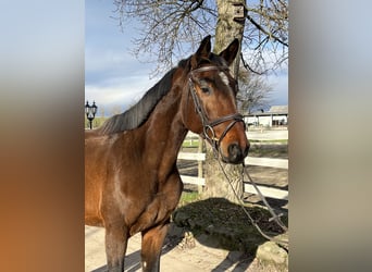 Caballo de Holstein, Caballo castrado, 3 años, 162 cm, Castaño