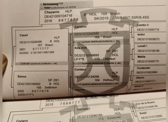 Caballo de Holstein, Caballo castrado, 3 años, 163 cm, Alazán