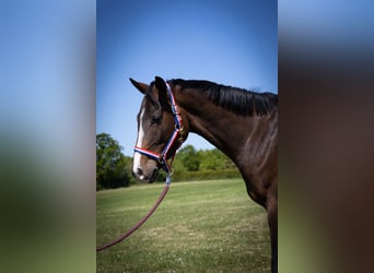 Caballo de Holstein, Caballo castrado, 3 años, 163 cm, Castaño