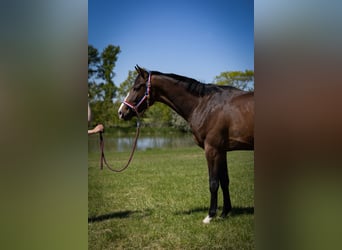 Caballo de Holstein, Caballo castrado, 3 años, 163 cm, Castaño