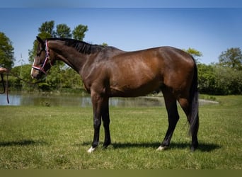 Caballo de Holstein, Caballo castrado, 3 años, 163 cm, Castaño