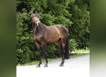 Caballo de Holstein, Caballo castrado, 3 años, 163 cm, Castaño oscuro