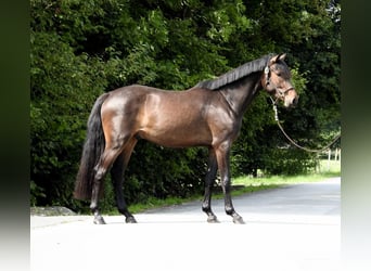 Caballo de Holstein, Caballo castrado, 3 años, 163 cm, Castaño oscuro