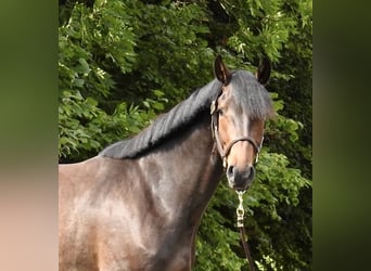 Caballo de Holstein, Caballo castrado, 3 años, 163 cm, Castaño oscuro