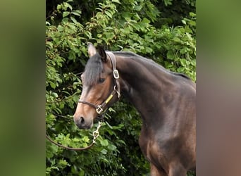 Caballo de Holstein, Caballo castrado, 3 años, 163 cm, Castaño oscuro