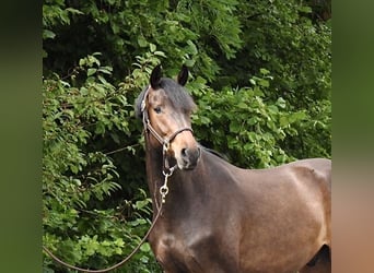 Caballo de Holstein, Caballo castrado, 3 años, 163 cm, Castaño oscuro