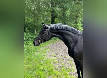 Caballo de Holstein, Caballo castrado, 3 años, 163 cm, Negro