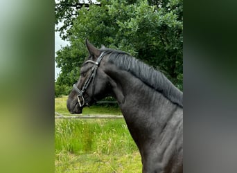 Caballo de Holstein, Caballo castrado, 3 años, 163 cm, Negro