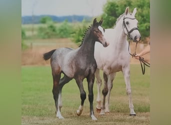 Caballo de Holstein, Caballo castrado, 3 años, 163 cm, Tordo