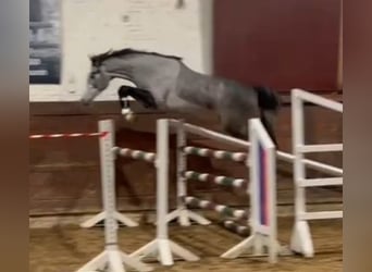 Caballo de Holstein, Caballo castrado, 3 años, 163 cm, Tordo