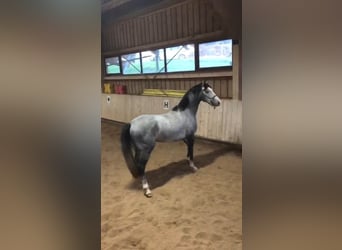 Caballo de Holstein, Caballo castrado, 3 años, 163 cm, Tordo