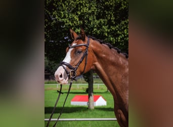 Caballo de Holstein, Caballo castrado, 3 años, 164 cm