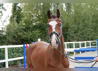 Caballo de Holstein, Caballo castrado, 3 años, 164 cm, Castaño