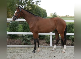 Caballo de Holstein, Caballo castrado, 3 años, 164 cm, Castaño