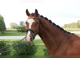 Caballo de Holstein, Caballo castrado, 3 años, 164 cm, Castaño