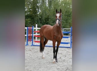 Caballo de Holstein, Caballo castrado, 3 años, 164 cm, Castaño