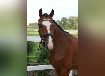 Caballo de Holstein, Caballo castrado, 3 años, 164 cm, Castaño