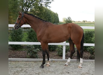 Caballo de Holstein, Caballo castrado, 3 años, 164 cm, Castaño